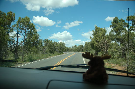 Das ist übrigens unser Maskottchen: muddy moose