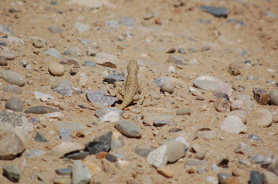 Danke Eidechse für den Zeitvertreib