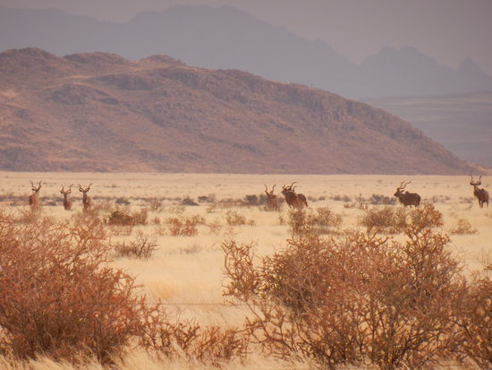eine Herde Kudu's