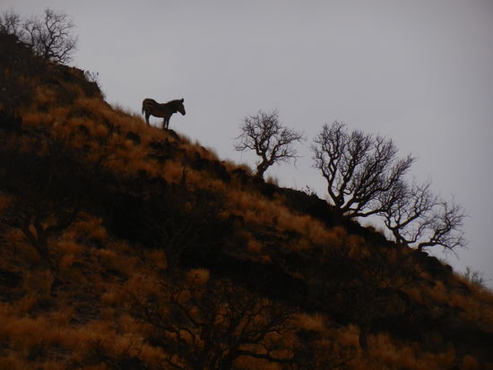 eines der seltenen Bergzebras