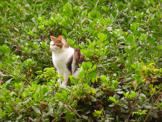 Sie ignoriert uns ... schliesslich spricht man nicht mit jedem Dahergelaufenen..