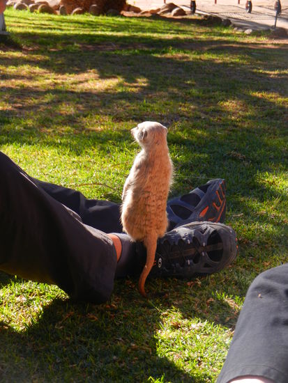 das süsseste Geschöpf Namibias: Mickey