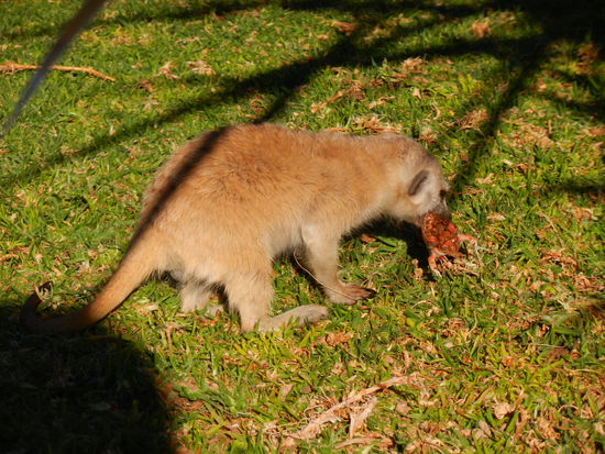 zuerst wird ein Snack vertilt...