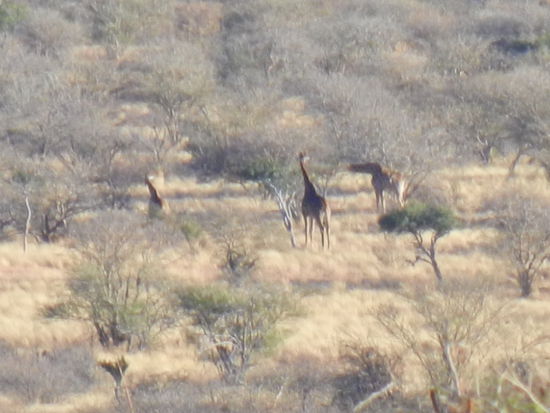 und in der Ferne erblicken wir unsere ersten Giraffen