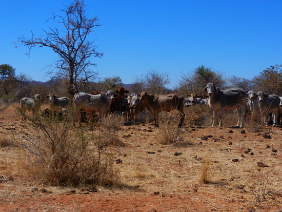 Kühe sind hinter Zäunen und Zäune haben Gatter...