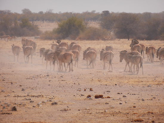 Wow ... kaum im Park erblicken wir schon überall Tiere!