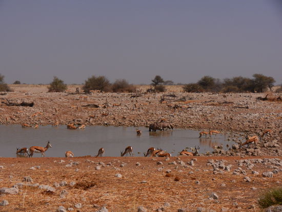 Wow ... da ist ganz schön was' los!