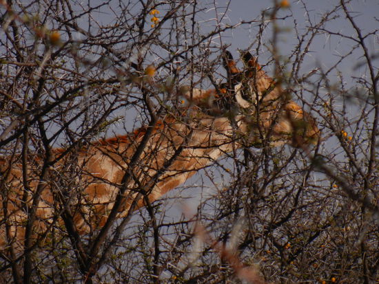 unsere erste Giraffe von Nahem!