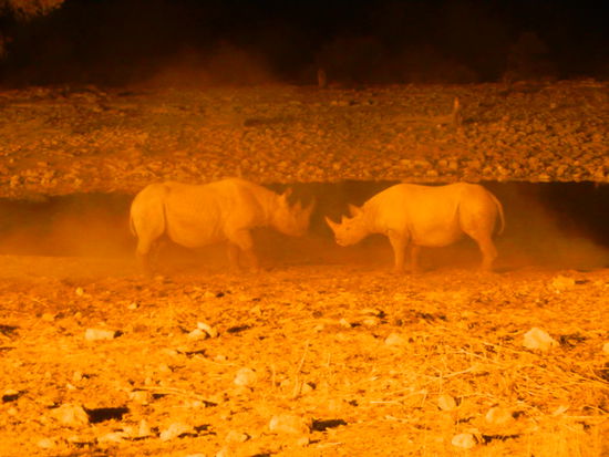 Und zum Abschluss des Tages noch Nashörner! Wir könnes es kaum glauben...