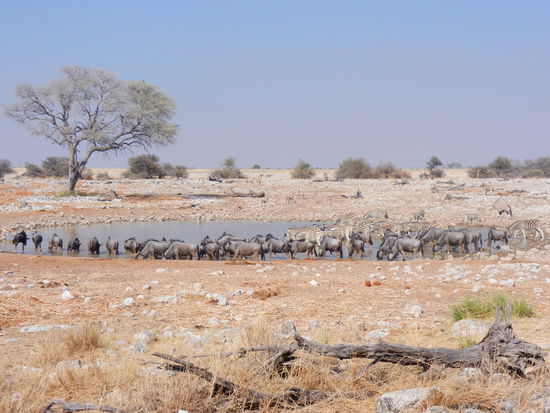 Grosse Gnu- und Zebraherden bevölkern heute das Wasserloch