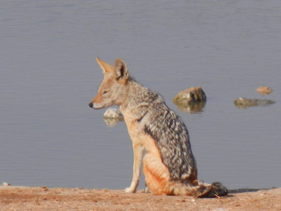 und er findet vermutlich den Menschenzoo lustig...