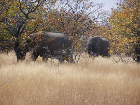 und plötzlich überraschen uns Elefanten zwischen den Bäumen