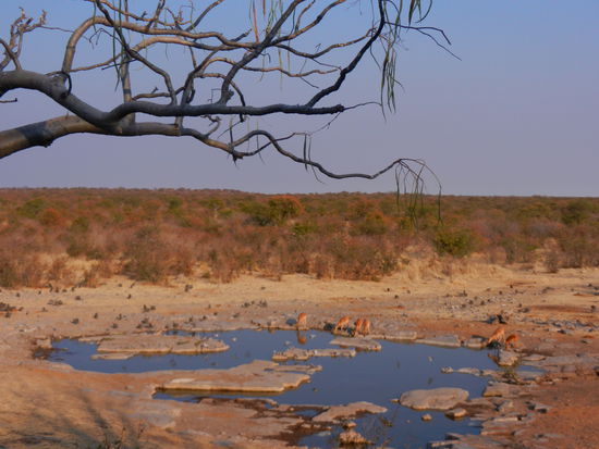 noch ist es ruhig am Wasserloch