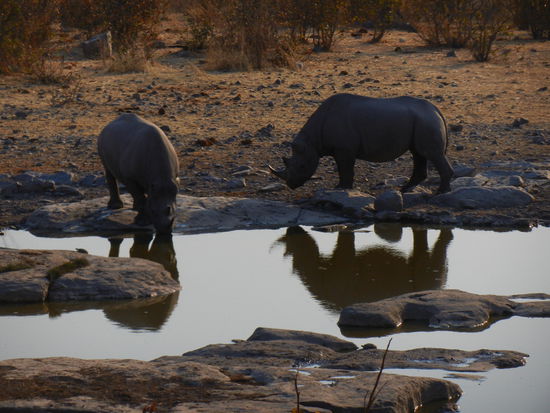 was für schöne Nashörner!