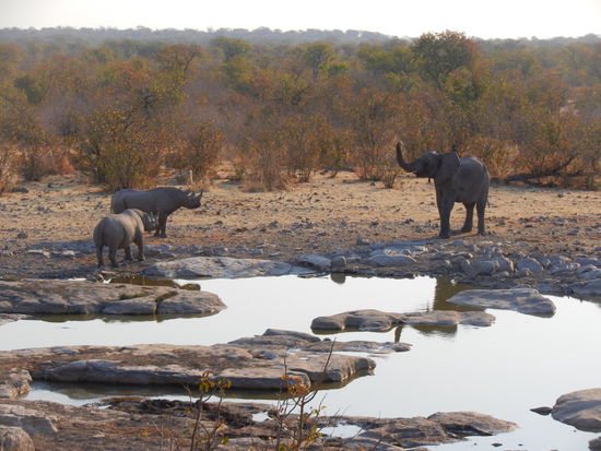 doch das lässt sich der Elefant nicht bieten und bläst den Beiden mal den Marsch!