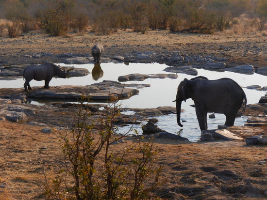 und plötzlich kann man das Wasserloch friedlich teilen - geht doch!