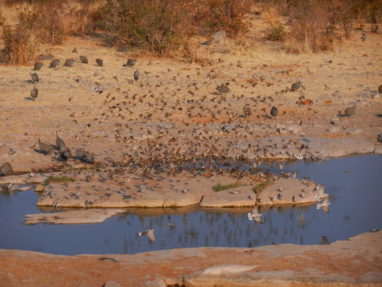 Rebhühner und Vogelschwärme bevölkern das Wasserloch