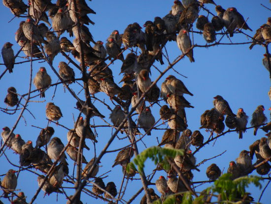 sie haben knallrote Schnäbel und heissen auch so: Blutschnabelweber