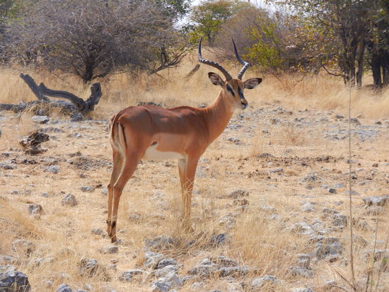 eine Impala Antilope