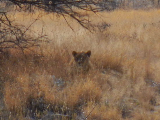 Wow ... unser erster Löwe!