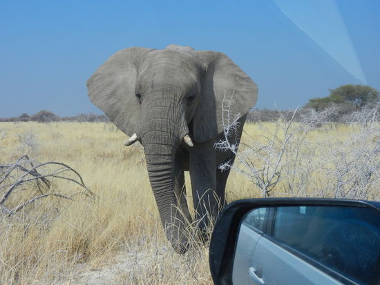der Elefant nähert sich immer mehr unserem Auto... ob das gut geht?