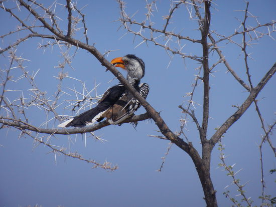 das schöne Kerlchen ist ein Tok