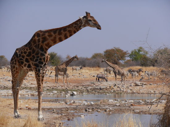 mit vielen Giraffen beginnt es...
