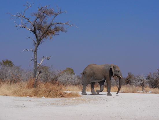 Es sieht einsam aus...