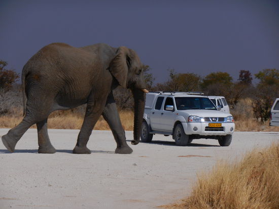 und sie laufen mitten durch die Autos...