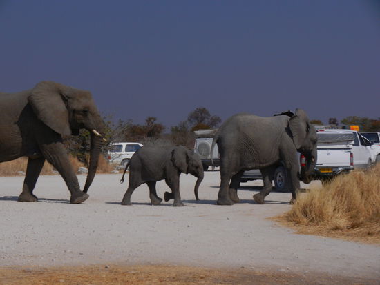 die nächste Herde ist im Anmarsch!