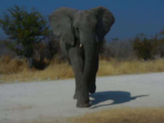 Vor lauter Schreck geriet sogar das Bild unscharf...