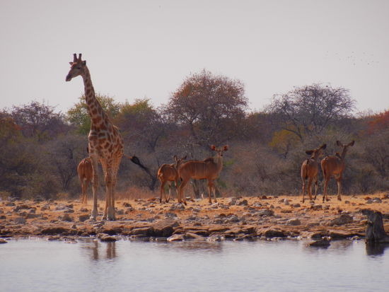 Kudus und Giraffen bevölkern den kleinen See