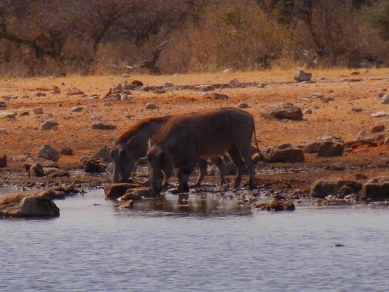 und Pumba mit Familie beehrt uns auch noch!