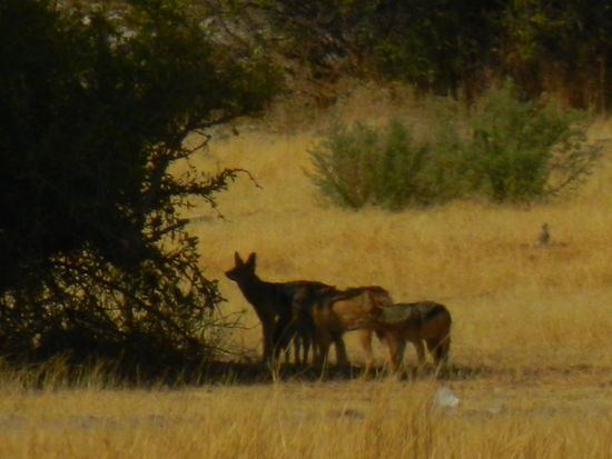 Eine Schakalfamilie geniesst den Morgen...