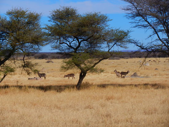 Ausblick in das Tierreservat