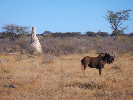 und erblicken immerhin einen Termitenhügel mit südafrikanischem Gnu