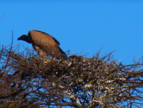 Wenn schon kein Nashorn, dann wenigstens ein Geier...