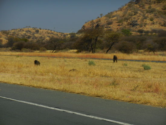 und immer schön die Augen offen halten. Die Paviane sind unberechenbar!