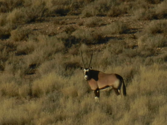 eine Oryx-Antilope
