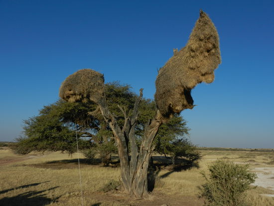 das ist aber ein Vogelnest...