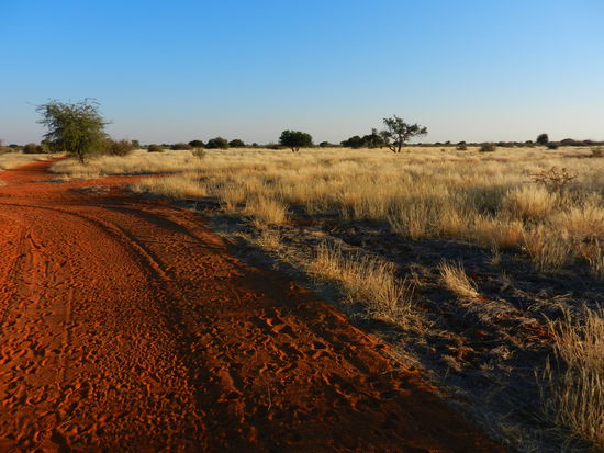 Morgenspaziergang in die Kalahari hinein