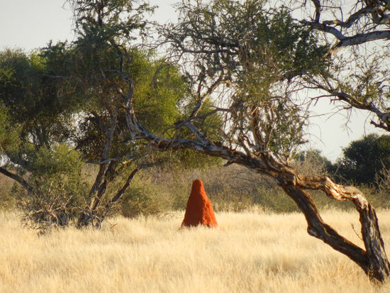 überall sehen wir Termitenhügel