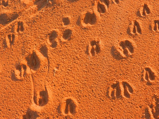 und viele Tierspuren