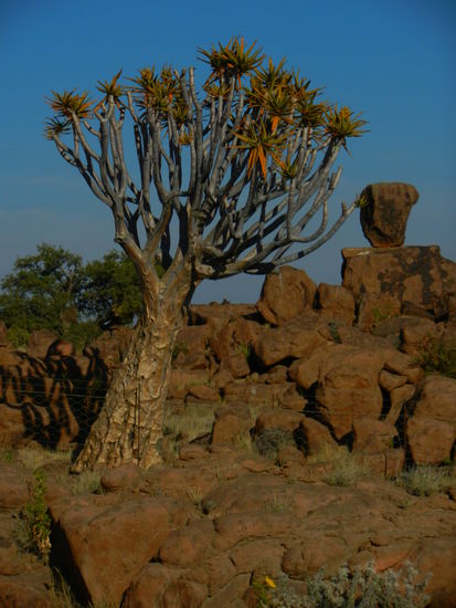 eine exotische Pflanze, dieser Köcherbaum