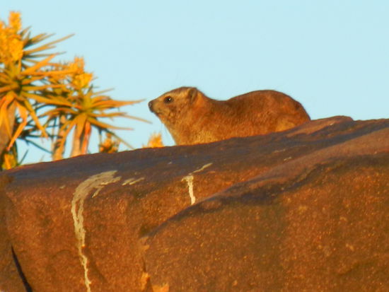sie sind fotografisch nur schwer einzufangen - Zoom sei dank, dass es doch noch klappte!