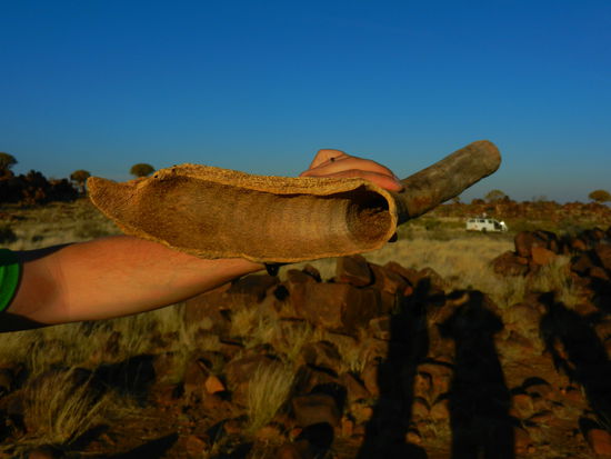 die Äste des Köcherbaums sind innen hohl