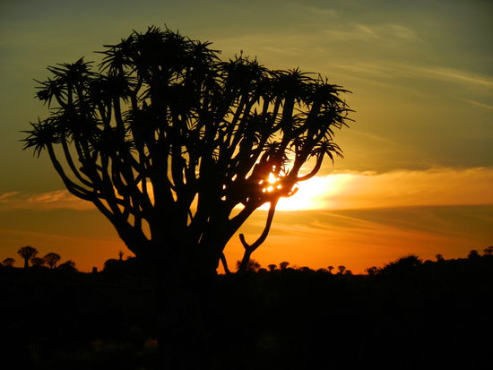 Sonnenuntergang im Köcherbaumwald