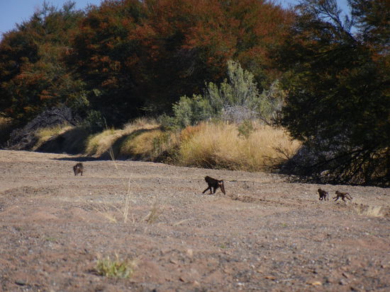 eine Pavian-Familie überquert das trockene Flussbett