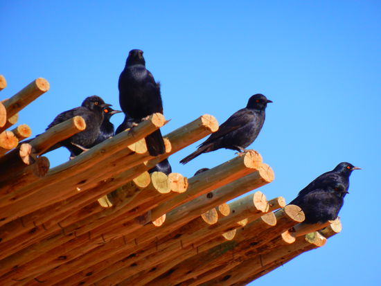 und diese Kerlchens hätten gerne so viel wie möglich ab
