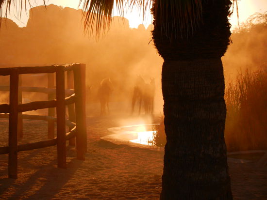 die Pferde wirbeln in der untergehenden Sonne viel Staub auf